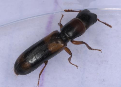 Nemozoma caucasicum